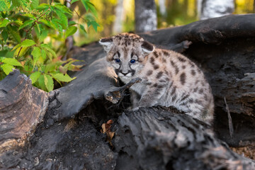 Cougar Kitten (Puma concolor) Crouches on Log Ears Down Autumn