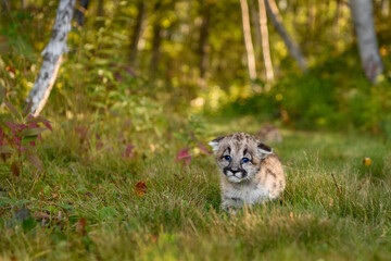 Cougar Kitten (Puma concolor) Walks Through Grass Ears Down Autumn