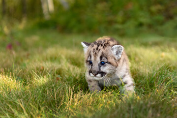 Cougar Kitten (Puma concolor) Walks in Grass Close Up Autumn