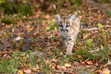 Cougar Kitten (Puma concolor) Walks Forward Looking Out Autumn
