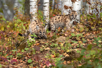 Cougar Kitten (Puma concolor) Creep Out of Birch Forest Autumn