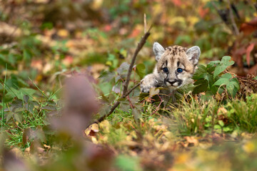Cougar Kitten (Puma concolor) Steps Between Weeds on Ground Autumn