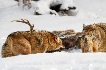 Coyote Pack (Canis latrans) Feeds at Deer Carcass Winter