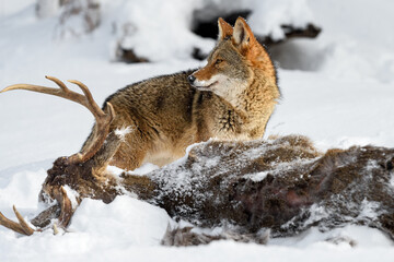 Coyote (Canis latrans) Looks Left Over Buck Carcass Winter - 718356210
