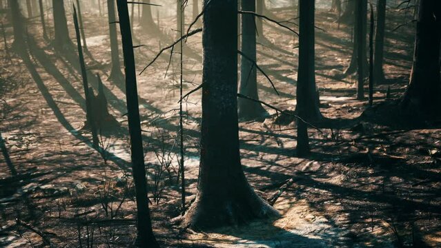 Forest fire in the afternoon