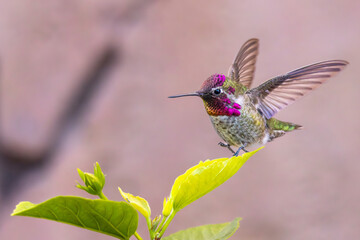 Anna's Hummingbird
Henderson, Nevada