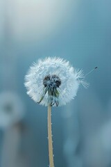 A peaceful image of a single dandelion, ready to spread its seeds in the wind. 