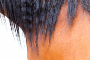 Closeup of a mare's mane with fine details