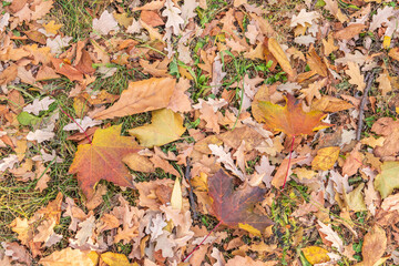 Orange, brown and yellow fallen oak leaves in the sunlight.