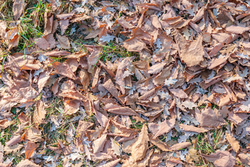 Orange, brown and yellow fallen oak leaves in the sunlight.