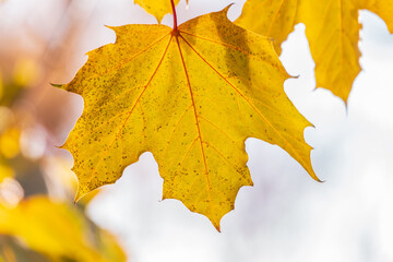 Maple branches with yellow leaves in autumn, in the light of sunset.