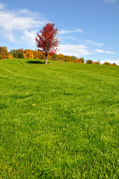 Composition of single red maple trees on a hill with green grass.