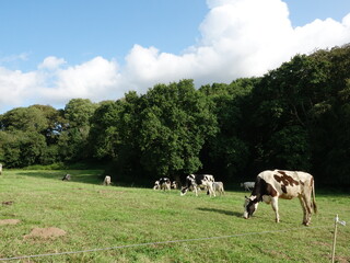Vache Bretonne Pie Noire
