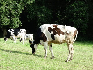 Vache Bretonne Pie Noire