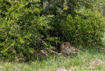 leopard on a tree