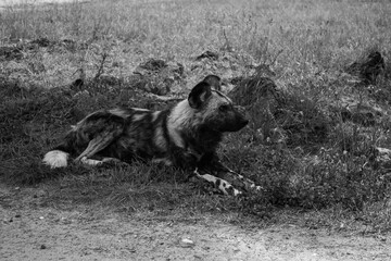 black and white wild dog