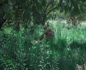 lion in the grass lazing about