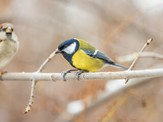 Naklejka premium Cute bird Great tit, songbird sitting on the branch with blurred background
