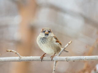Sparrow sits on a branch without leaves.