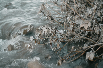 Plants in the ice after a natural cataclysm. Icing of plants after rain in cold weather. Branches of plants in the ice. Natural disasters