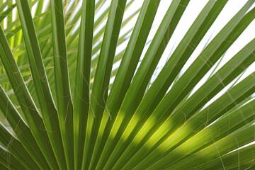 Palm trees. Tropical trees. Tropical plant. Exotic travel. Green branches of a Palm tree. Tropical leaves texture. Tourism. Travel. Lifestyle. Holiday. Vacation. Mediterranean flora. Exotic plant.