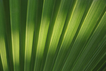 Palm trees. Tropical trees. Tropical plant. Exotic travel. Green branches of a Palm tree. Tropical...