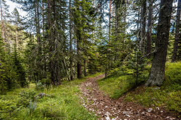 Trekking route in the summer forest. Sunny day in Pirin mountains above Bansko, Bulgaria.