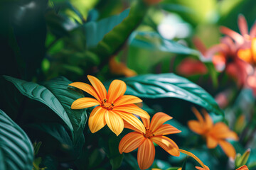 Beautiful yellow flower in the garden with bokeh background.