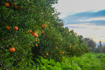 Fototapeta na wymiar delicious juicy tangerines on a tree in the garden in winter on the Mediterranean 2