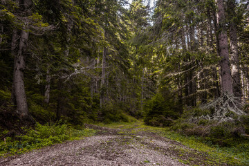 ATV road in dark coniferous forest above Bansko ski resort in summer. © Anna