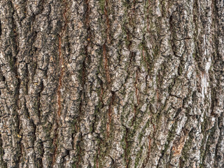 Naklejka premium Bark texture and background of a old tree trunk. Detailed bark texture.