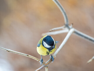 Cute bird Great tit, songbird sitting on the branch with blurred background