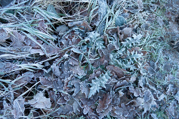 Close up shot of dead leaves and grass, icy and cold after heavy frost in rural Shropshire.