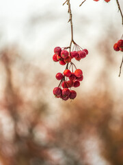 Frozen red apples covered with snow on a branch on a blured background