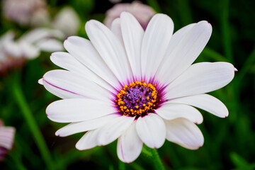 Fototapeta premium Beautiful African daisy (Osteospermum). Cape Daisy close-up