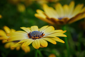 Beautiful African daisy (Osteospermum). Cape Daisy close-up