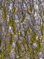 The texture of the birch bark.