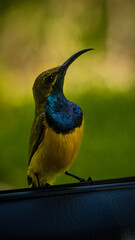 bird on a branch