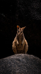 Wallabie on the rock 