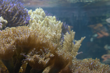Corals and algae of the Red Sea. Deep sea background
