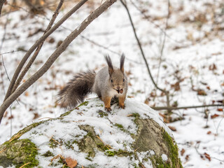 The squirrel in winter sits on white snow.