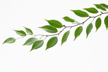 Isolated Green Leaves on Branch: White Background for Clean and Fresh Nature Aesthetics