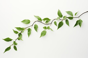 Green Leaves, Isolated on Branch, Minimal Botanical Composition on White Background,  Fresh, Natural, Simple Design