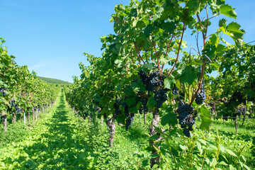 Large bunches of red and white wine grapes in vineyard.