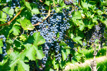 Large bunches of red wine grapes in vineyard.