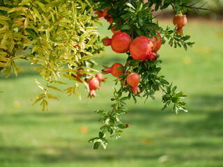 Blooming pomegranate tree with fruits