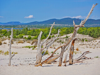 Dry tree in the sand at the background of the sea in Sardinia in Porto Pino