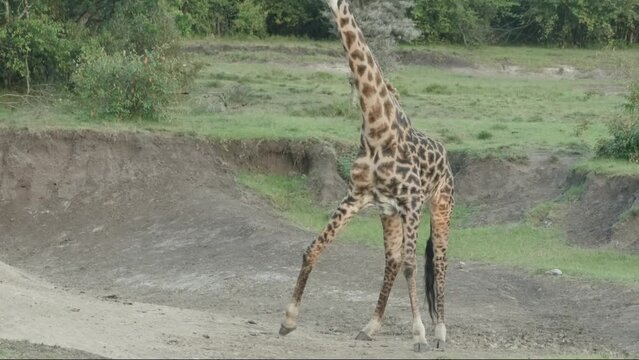 giraffe in the wild. giraffe eating sand or grass.