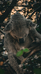 koala bear sleeping on tree