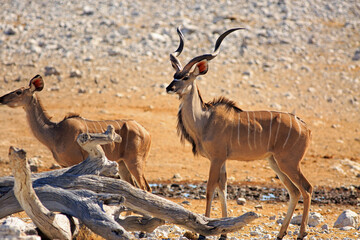 Naklejka na ściany i meble Male Buck and a female kudu standing side by side next to a large dead wood branch on the dry sandy savannah in Etosha National Park, Namibia